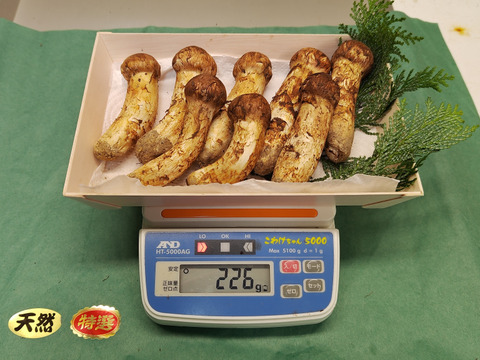 【秋の味覚の王様】松茸/マツタケ/まつたけ/純国産/226g【特上】【最短当日発送】