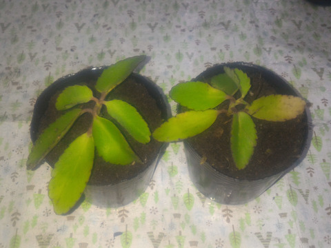 可愛いベルのような花を咲かせよう おうち時間を元気な植物と共に 9センチポット2ヶ 岐阜県産 食べチョク 農家 漁師の産直ネット通販 旬の食材を生産者直送 可愛いベルのような花を咲かせよう おうち時間を元気な植物と共に 9センチポット2ヶ 岐阜県産 食べチョク 農家 漁師の産直ネット通販 旬の食材を生産者直送