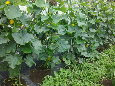 難あり❗トマトソース用🍅🍅🍅【数量限定❗❗】旬のトマト約３㎏🍅🍅🍅 ばぁばのモノスゴイ野菜😋
