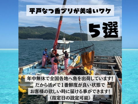 青空レストラン に出た フルーツ魚 
平戸なつ香ブリ 約 4.5kg　三枚おろし（真空パック・あら付き）
 【冬ギフト】 【熨斗対応可】
