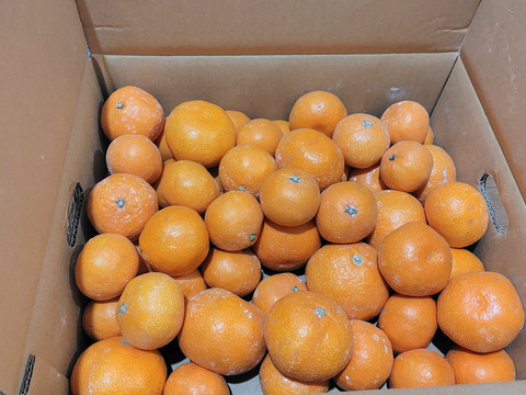 蔵出しみかん早生5kg｜和歌山県海南市下津町の特産品、蔵出しみかんの希少な早生品種