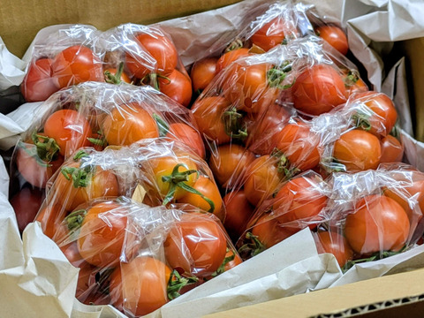 青森県産 ミニトマト ほれまる 200g
