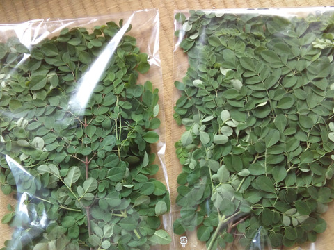 スーパーフード モリンガ生葉150g(農薬不使用)