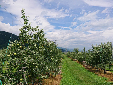 収穫開始！「しなのレッド」約1.5kg（6〜8個）入り。8月収穫りんご　夏の暑さに疲れた体に最適です。爽やかな酸味からの甘み長野県オリジナル品種です。お届け後冷蔵庫にて保存して下さい。