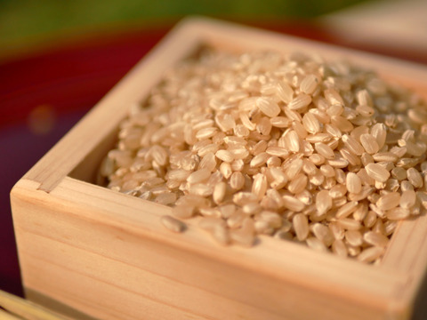 超在来品種！旭-あさひ米-！自然栽培8年目】110年前の西日本で一番人気の在来種、旭一号（5kg）★玄米・白米・５分づき米選べます★