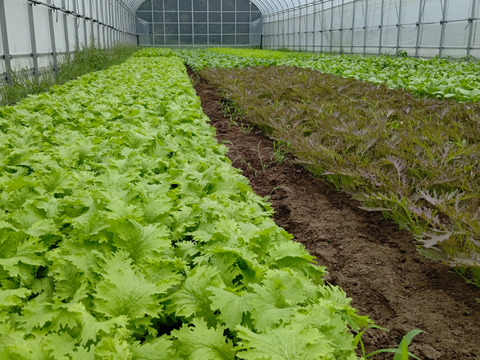 【アワード受賞福袋】旬野菜おまかせSセット(5品目) 期間限定！！