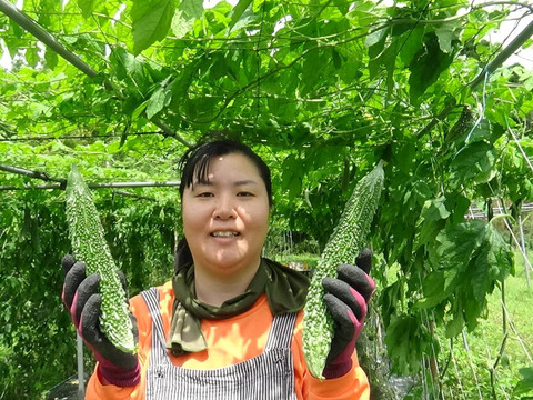 朝取り新鮮！優ゴーヤ[えらぶ]3㎏(10～14本)