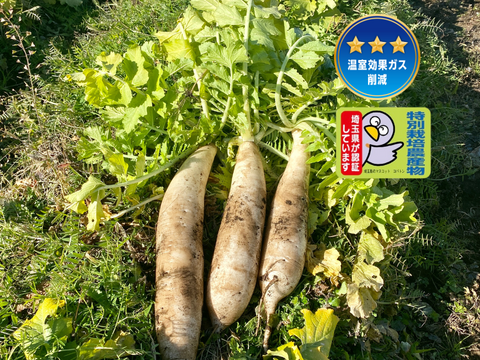 12月から販売予定【自然栽培🍀在来種】三浦大根・約1〜2kg・おでんやブリ大根などに最適