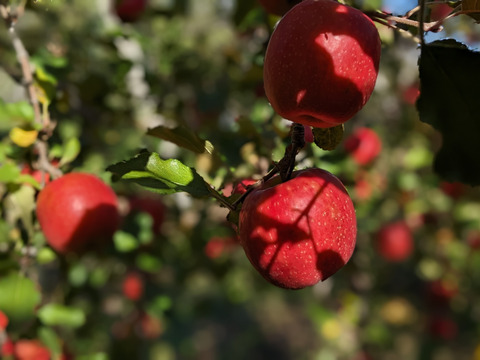 食べるシャンパン！『ピンクレディー®』4.5㎏　18～28玉サイズ
甘酸っぱく濃厚　全国流通量0.015％の希少種　長野県　標高600mの高原からお届け