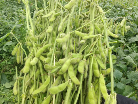 【自然栽培】緑大豆の枝豆80サイズ(約2kg)