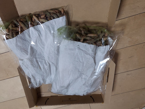 【袴処理済】有馬温泉の麓 天然つくし たっぷり200g 3月末頃から順次発送 土筆