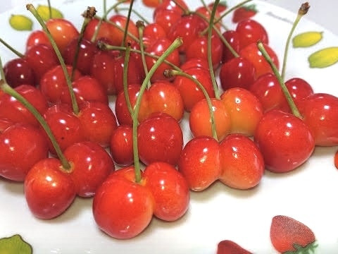 【 珍商品 】【 さくらんぼ：佐藤錦：双子ちゃんパック 】山形県天童産 500g【 届いてビックリ！！ 】【 訳あり 】父の日のプレゼントに💖🍒