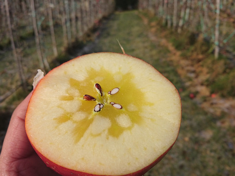 長野県認証栽培のサンふじ5ｋｇ