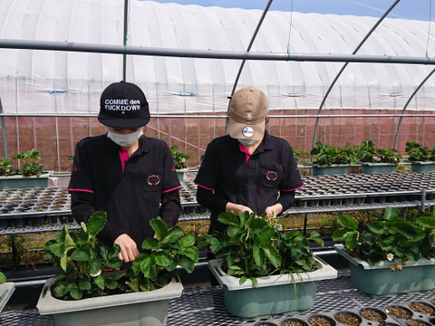 【完熟あまおう】冷凍イチゴ　500g×2パック