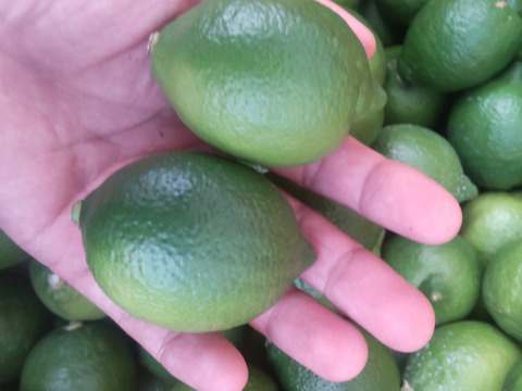 防腐剤、ワックス不使用　皮ごと使用  広島県産レモン良品　4ｋｇ(約38個入）