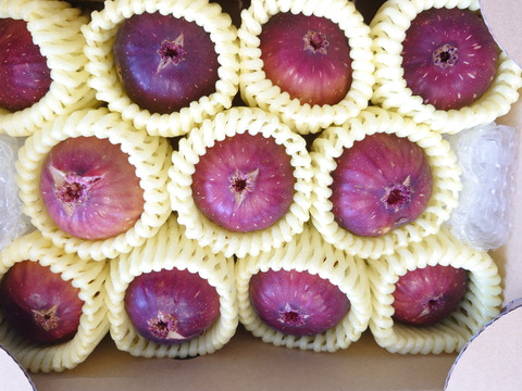 【特別栽培認可の】フワフワとろーり朝採り完熟いちじく(6～12個)贈答用にもご利用下さい！