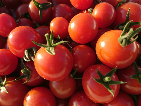 今年の夏も【かねこ農園】のスイカとミニトマトが食べたーい！！　北海道産【小玉スイカ】「ピノガール」1玉+有機ミニトマト「ほれまる」500ｇ×2パックセット！