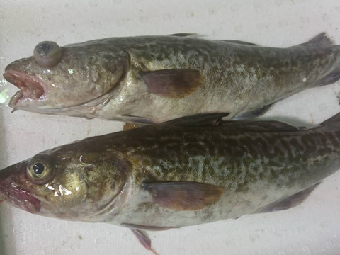 今が旬 美味しすぎてたまらない スケソウダラ 鍋 お得セット 1箱 タラ 鱈 白子 鍋 冷蔵 5 6人前 北海道産 食べチョク 農家 漁師の産直ネット通販 旬の食材を生産者直送