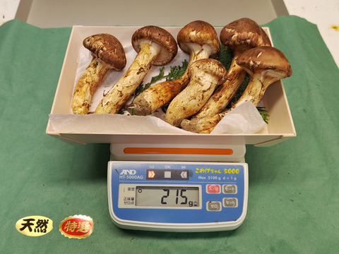 【秋の味覚の王様】松茸/マツタケ/まつたけ/純国産/215g【特上】【最短当日発送】