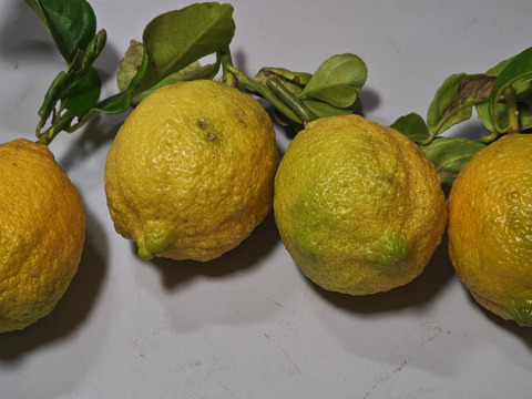 レモン★家庭用4.3K