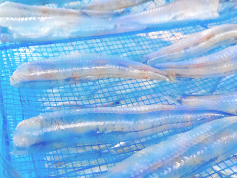 脂たっぷり！真空冷凍ニギス干物400g×2パック（計800g） 頭＆内臓除去済