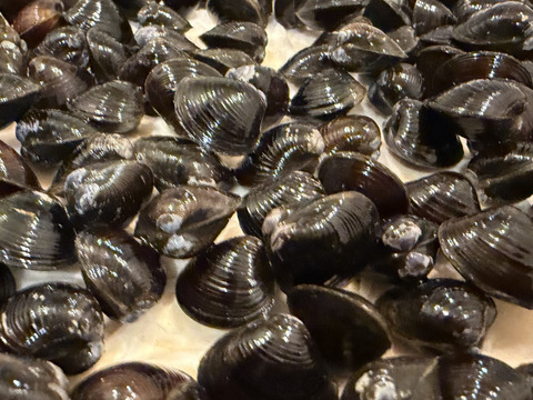 【送料お得】十三湖産大和しじみ　お得なおまかせサイズ　10kg