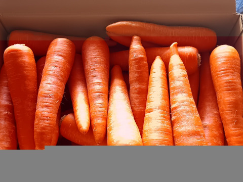とっても甘い！向陽２号にんじん10kg