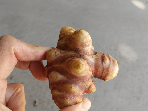 ポンポンたのしい！ポップコーン300ｇとキクイモパウダー100ｇセット