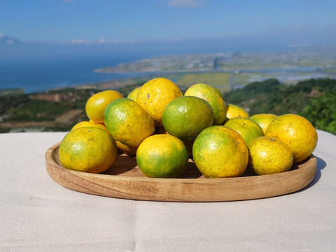 家庭用【自然栽培】クリスマスやお正月に最適　食べやすい甘さ 食べ出したら止まらない 早生みかん（10K）