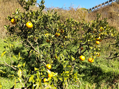 大谷伊予柑(オオタニイヨカン)５㎏【農薬・化学肥料不使用】【熨斗(のし)対応可】