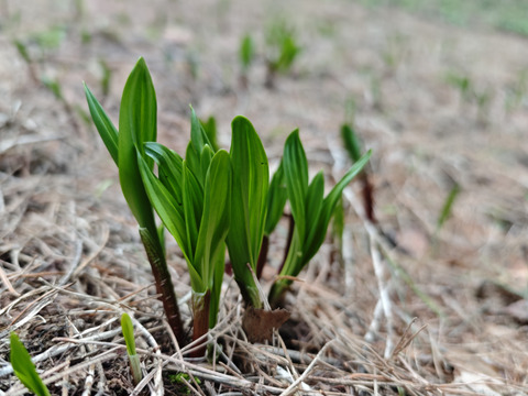 【天然の活力】今が旬！雪解けの恵み「行者にんにく」[５００g] 採れたて直送
