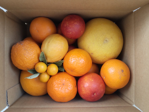 【数量限定】柑橘スプリングセレクト  約2.5kg