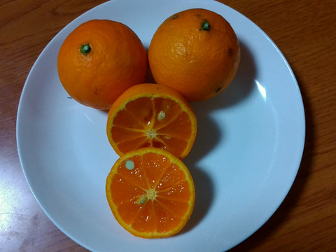 【有機JAS】愛媛が誇る柑橘！家庭用 南津海(4kg)
