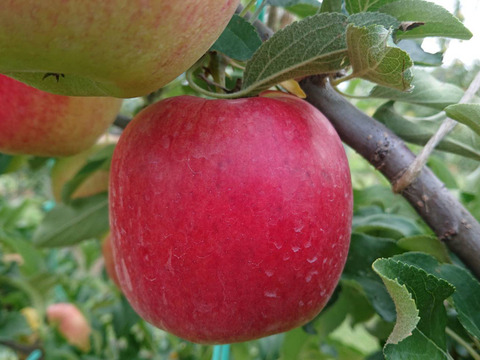 新作！！安曇野産りんごで作った「コンポート」今度は3種類のりんごが入っています！食べ比べてみて下さい。デザートにもお菓子作りにもどうぞ/たっぷりサイズです。