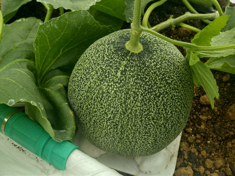 【夏ギフト】甘さスッキリ！ 千葉県富津市産タカミメロン 1.2～1.5kg/個 ×3個入り