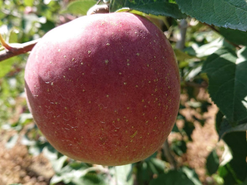 キウイフルーツとりんごをミックスしてジャムにしました！どちらも安曇野産です。ヨーグルトとの相性も抜群です。中々の仕上がり