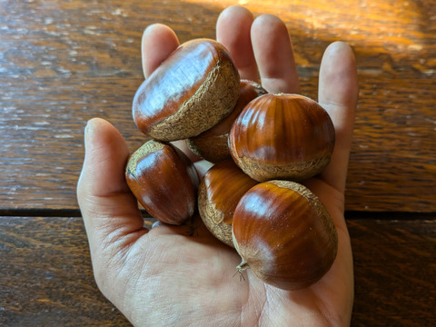 【農薬不使用＆大粒】北海道仁木町産生栗2kg