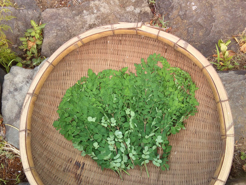 スーパーフード モリンガ生葉50g(農薬不使用)