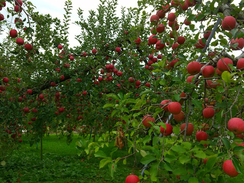 信州りんご🍎おためしサイズ約1.8キロ(5～9個)