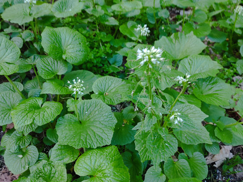まもなく終了　春の山菜・花わさび！３００ｇ【期間限定　4月下旬～5月上旬】