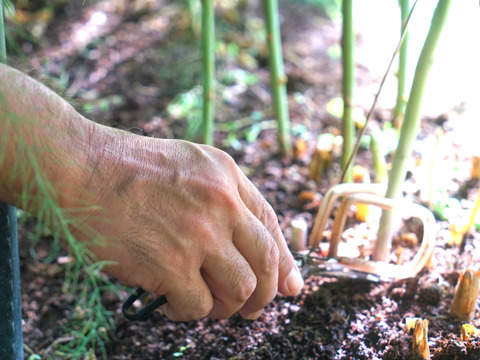 生でも食べれる湧水で育てたアスパラガス 700g佐賀県伊万里産