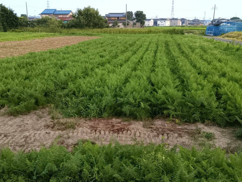 フードロス救済！！】鶏ふん育ちの訳ありにんじん向陽2号！！味