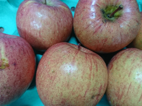 早生ふじ（やたか）10キロ ジュース用、ジャム用