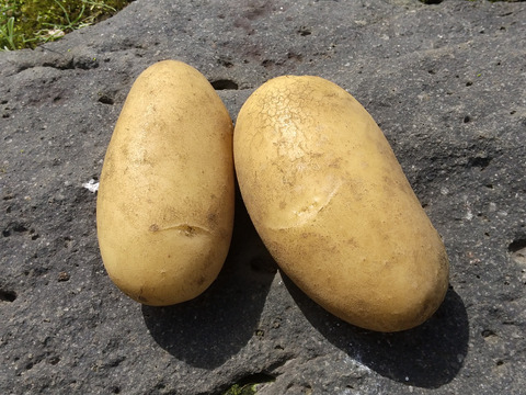 【農薬不使用】新ジャガイモ３種セット３キロ