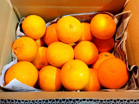 激甘っ♪清見オレンジ7kg