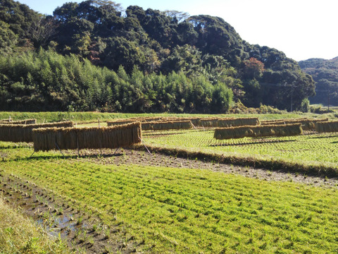 奥深い玄米【気候変動に対応❗️ オール天日乾燥の味わい】(肥料農薬不使用、自家採種、おだ掛け)