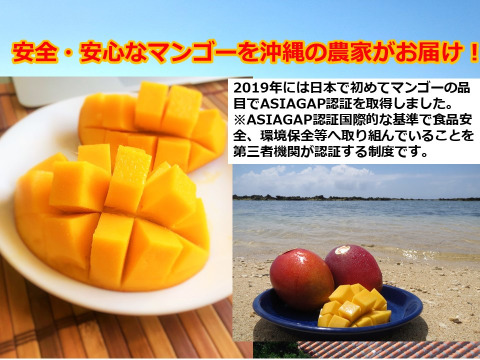 【夏ギフト】沖縄県産マンゴー1キロ（2～3個入り）化粧箱入り【熨斗対応可】