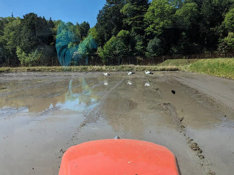 【令和７年・新米予約】♣️品のあるミルキークイーン🌾
京都・京丹後峰山産　特別栽培米１０㎏【白米】