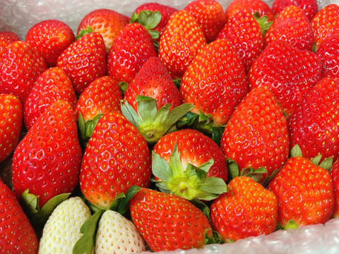 トクトク🍓いちごの宝石箱
朝摘み完熟❤️酵素栽培のこだわりいちご
【いちご食べ比べ】
（１月発送）