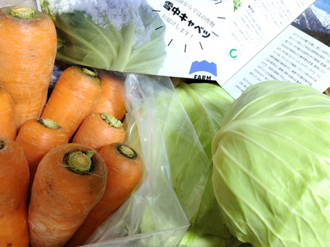 【期間限定】【旬】雪中キャベツ1～3玉（約2～3キロ）＋雪中人参　※段ボール発送 ✨信州の環境にやさしい農産物認証